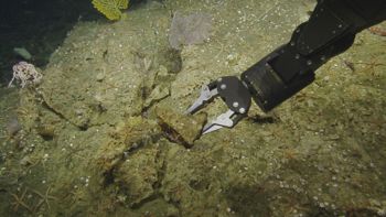Media type: image;   Invertebrate Zoology 139335
